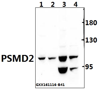Western blot (WB) analysis of PSMD2 (D636) pAb at 1:500 dilution Lane1:The Brain tissue lysate of Mouse(40ug) Lane2:The Brain tissue lysate of Rat(40ug) Lane3:A549 whole cell lysate(40ug) Lane4:L02 whole cell lysate(40ug)