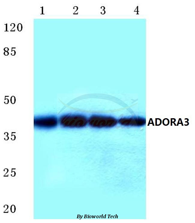 Western blot (WB) analysis of ADORA3 (E318) pAb at 1:500 dilution Lane1:Hela cell lysate Lane2:HEK293T cell lysate Lane3:sp2/0 cell lysate Lane4:H9C2 cell lysate