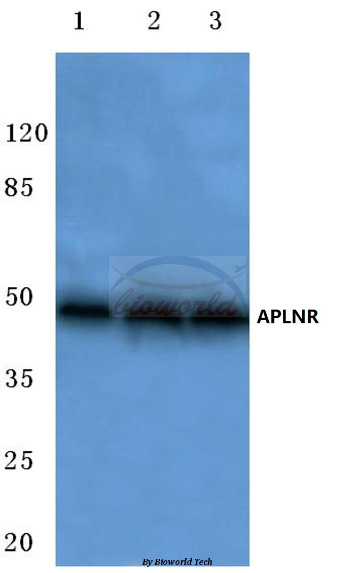 Western blot (WB) analysis of APLNR (C181) pAb at 1:500 dilution Lane1:A549 cell lysate Lane2:Mouse lung tissue lysate Lane3:Rat liver tissue lysate