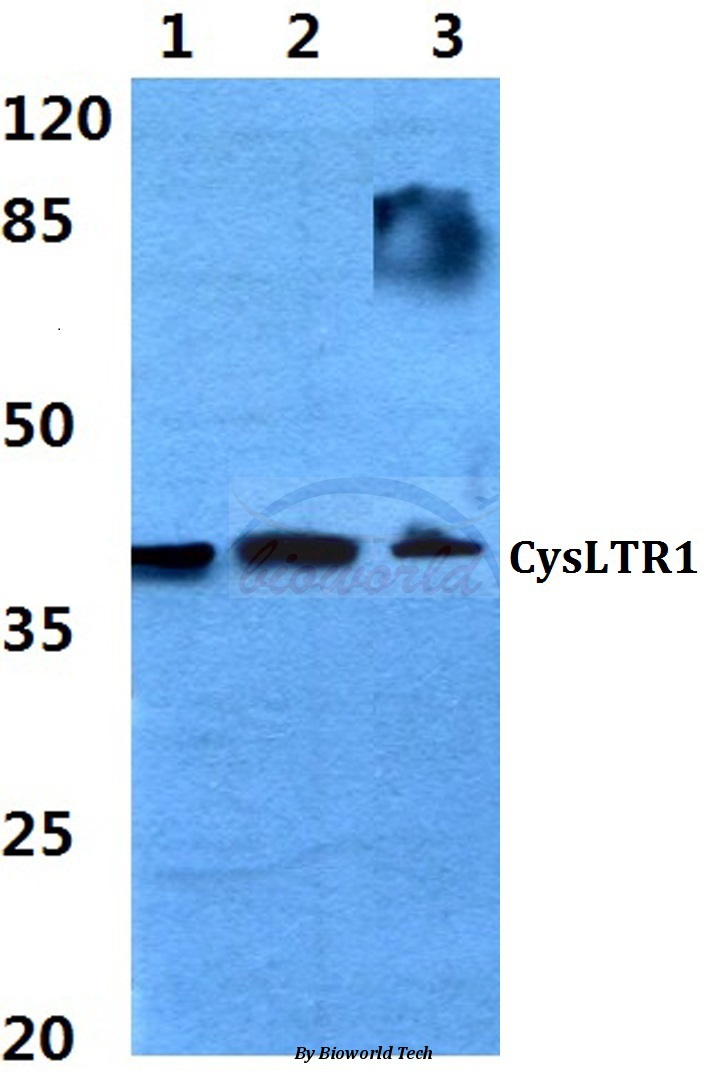 Western blot (WB) analysis of CysLTR1 (C173) pAb at 1:500 dilution Lane1:Hela cell lysate Lane2:NIH-3T3 cell lysate Lane3:H9C2 cell lysate