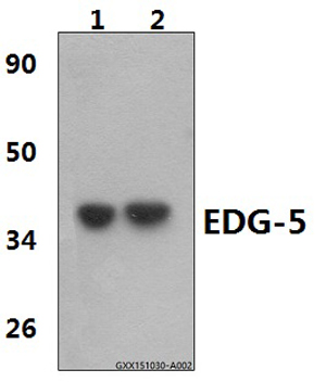 Western blot (WB) analysis of EDG-5 (L303) pAb at 1:1000 dilution Lane1:Hela whole cell lysate(20ug) Lane2:pc12 whole cell lysate(20ug)