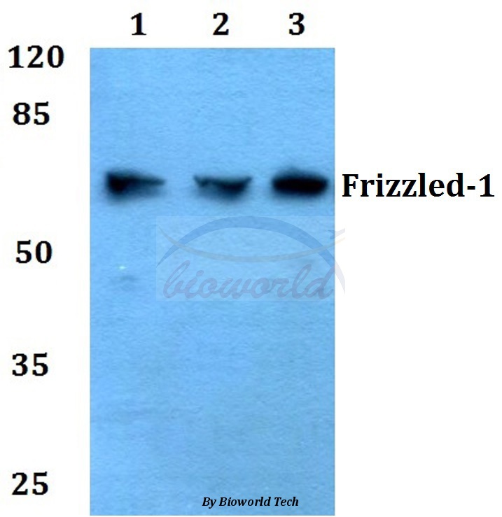 Western blot (WB) analysis of Frizzled-1 (L55) pAb at 1:500 dilution Lane1:HEK293T whole cell lysate Lane2:sp2/0 whole cell lysate Lane3:H9C2 whole cell lysate