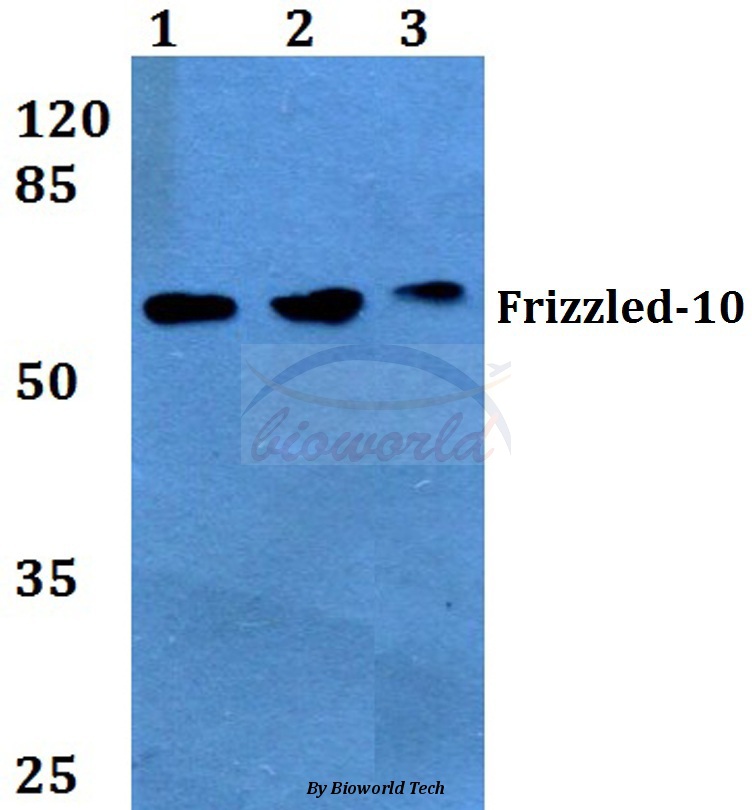 Western blot (WB) analysis of Frizzled-10 (L164) pAb at 1:500 dilution Lane1:HEK293T whole cell lysate Lane2:Raw264.7 whole cell lysate Lane3:H9C2 whole cell lysate