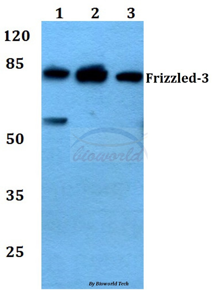 Western blot (WB) analysis of Frizzled-3 (L180) pAb at 1:500 dilution Lane1:Hela whole cell lysate Lane2:Raw264.7 whole cell lysate Lane3:Rat brain tissue lysate