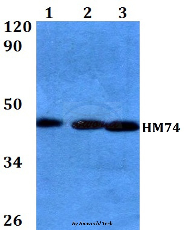 Western blot (WB) analysis of HM74 (T327) pAb at 1:500 dilution Lane1:A549 whole cell lysate Lane2:NIH-3T3 whole cell lysate Lane3:PC12 whole cell lysate