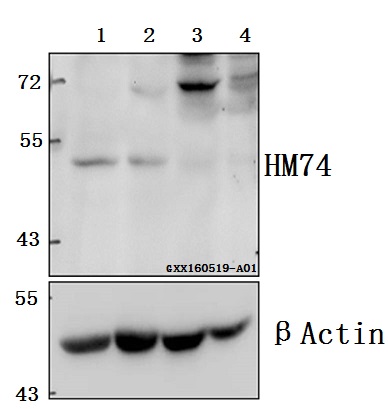 Western blot (WB) analysis of HM74 (T327) pAb at 1:500 dilution Lane1:The Spleen tissue lysate of Rat(40ug) Lane2:The Spleen tissue lysate of Mouse(40ug) Lane3:The Brain tissue lysate of Rat(40ug) Lane4:The Brain tissue lysate of Mouse(40ug)