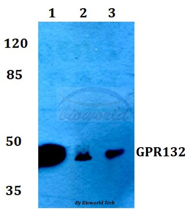 Western blot (WB) analysis of GPR132 (K327) pAb at 1:500 dilution Lane1:HEK293T whole cell lysate Lane2:Raw264.7 whole cell lysate Lane3:PC12 whole cell lysate