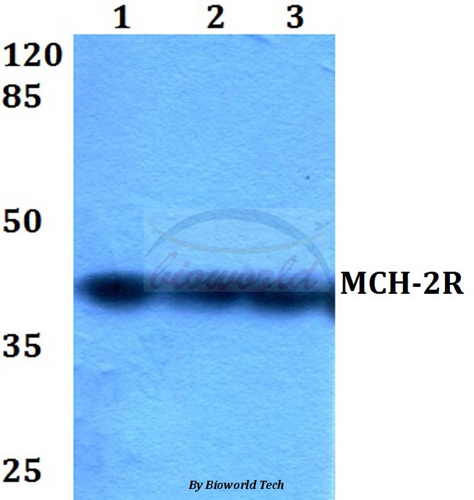 Western blot (WB) analysis of MCH-2R (M332) pAb at 1:500 dilution Lane1:HEK293T whole cell lysate Lane2:Raw264.7 whole cell lysate Lane3:PC12 whole cell lysate