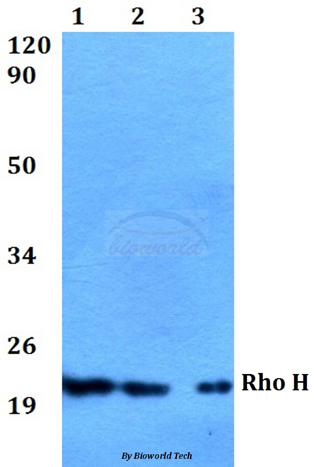 Western blot (WB) analysis of Rho H (M134) pAb at 1:500 dilution Lane1:HEK293T whole cell lysate Lane2:Raw264.7 whole cell lysate Lane3:H9C2 whole cell lysate