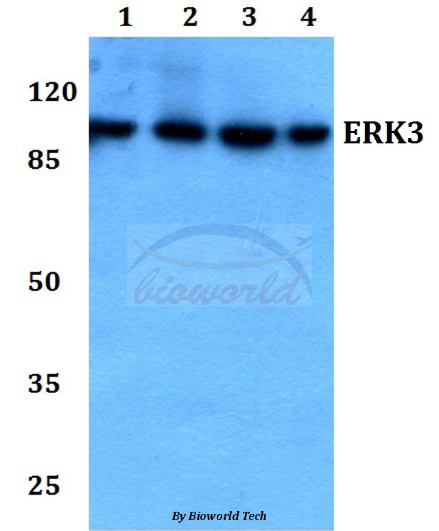 Western blot (WB) analysis of ERK3 (D475) pAb at 1:500 dilution Lane1:Hela whole cell lysate Lane2:Raw264.7 whole cell lysate Lane3:PC12 whole cell lysate Lane4:H9C2 whole cell lysate