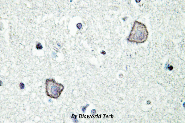 Immunohistochemistry (IHC) analyzes of EDG-2 (W45) pAb in paraffin-embedded mouse brain tissue.