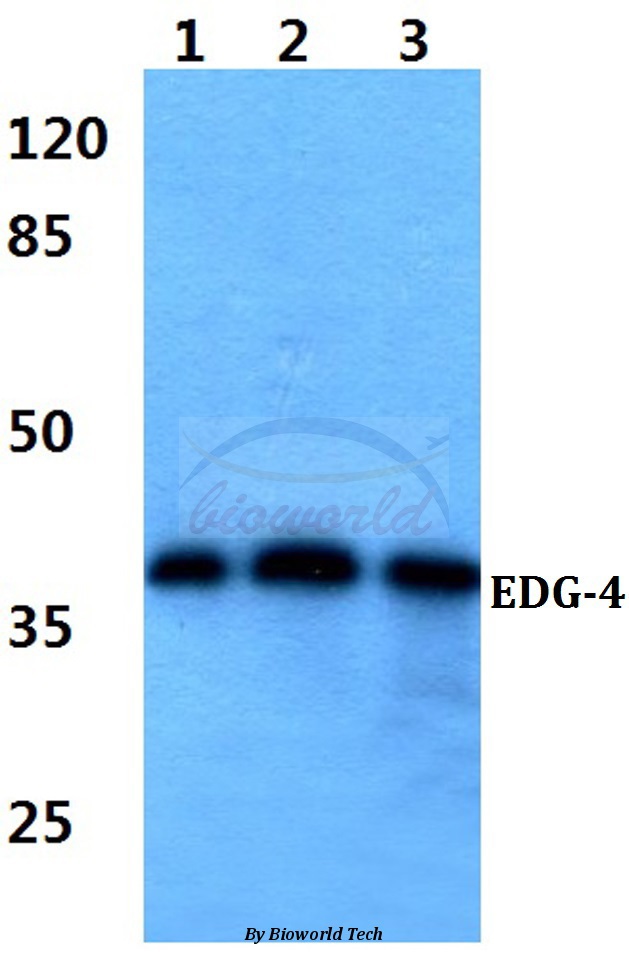 Western blot (WB) analysis of EDG-4 (Q330) pAb at 1:500 dilution Lane1:HEK293T whole cell lysate Lane2:Raw264.7 whole cell lysate Lane3:PC12 whole cell lysate