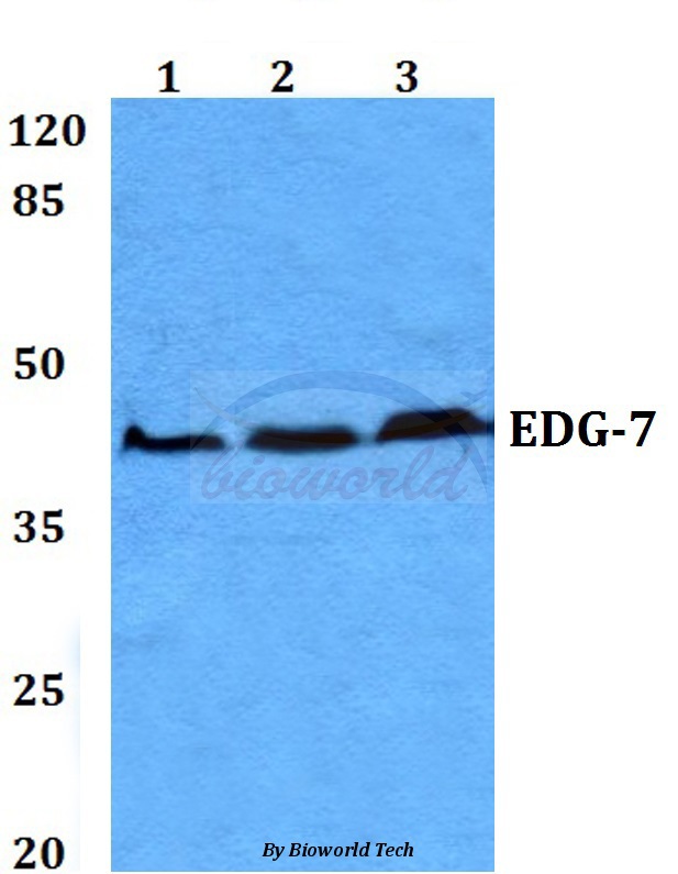 Western blot (WB) analysis of EDG-7 (L148) pAb at 1:500 dilution Lane1:Hela cell lysate Lane2:Raw264.7 cell lysate Lane3:H9C2 cell lysate
