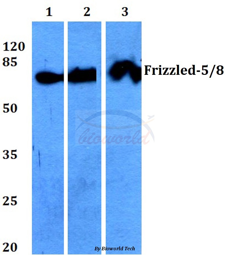 Western blot (WB) analysis of Frizzled-5/8 (W73) pAb at 1:500 dilution Lane1:HEK293T whole cell lysate Lane2:Raw264.7 whole cell lysate Lane3:H9C2 whole cell lysate
