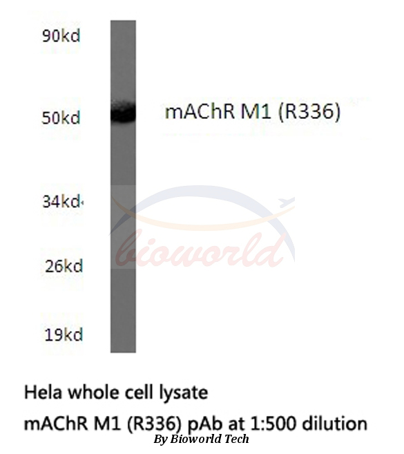 Western blot (WB) analysis of mAChR M1 (R336) pAb in extracts from hela cells.