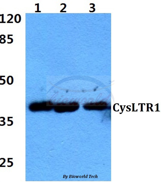 Western blot (WB) analysis of CysLTR1 (K172) pAb at 1:500 dilution Lane1:Hela cell lysate Lane2:HEK293T cell lysate Lane3:Rat brain tissue lysate