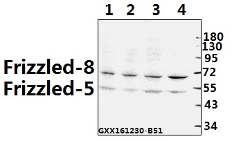 Western blot (WB) analysis of Frizzled-8 (K528) pAb at 1:500 dilution Lane1:PC12 whole cell lysate(40ug) Lane2:BV2 whole cell lysate(40ug) Lane3:H1792 whole cell lysate(40ug) Lane4:COS-7 whole cell lysate(40ug)