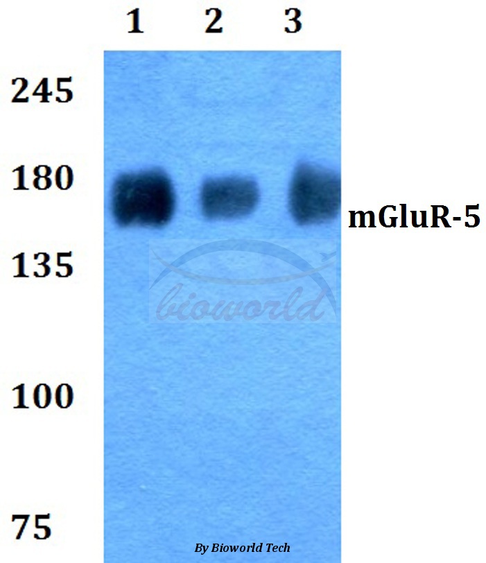 Western blot (WB) analysis of mGluR-5 (K56) pAb at 1:500 dilution Lane1:HEK293T whole cell lysate Lane2:Raw264.7 whole cell lysate Lane3:H9C2 whole cell lysate