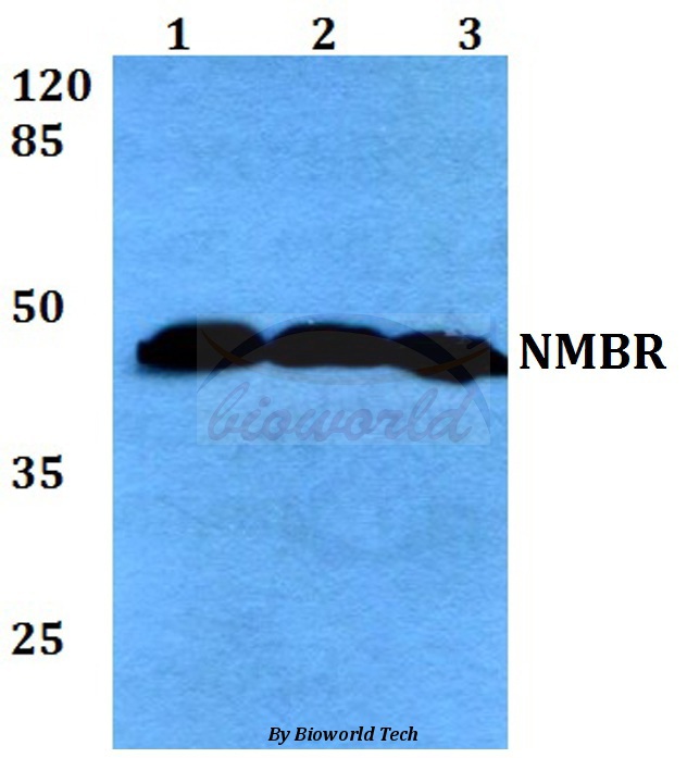 Western blot (WB) analysis of NMBR (L264) pAb at 1:500 dilution Lane1:A549 whole cell lysate Lane2:Raw264.7 whole cell lysate Lane3:H9C2 whole cell lysate
