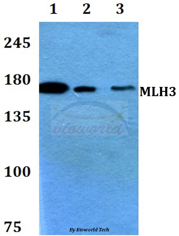Western blot (WB) analysis of MLH3 (R546) pAb at 1:500 dilution Lane1:HEK293T whole cell lysate Lane2:Raw264.7 whole cell lysate Lane3:PC12 whole cell lysate