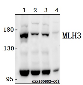 Western blot (WB) analysis of MLH3 (R546) pAb at 1:500 dilution Lane1:L02 whole cell lysate(40ug) Lane2:HCT116 whole cell lysate(40ug) Lane3:HepG2 whole cell lysate(40ug) Lane4:SK-OVCAR3 whole cell lysate(40ug)