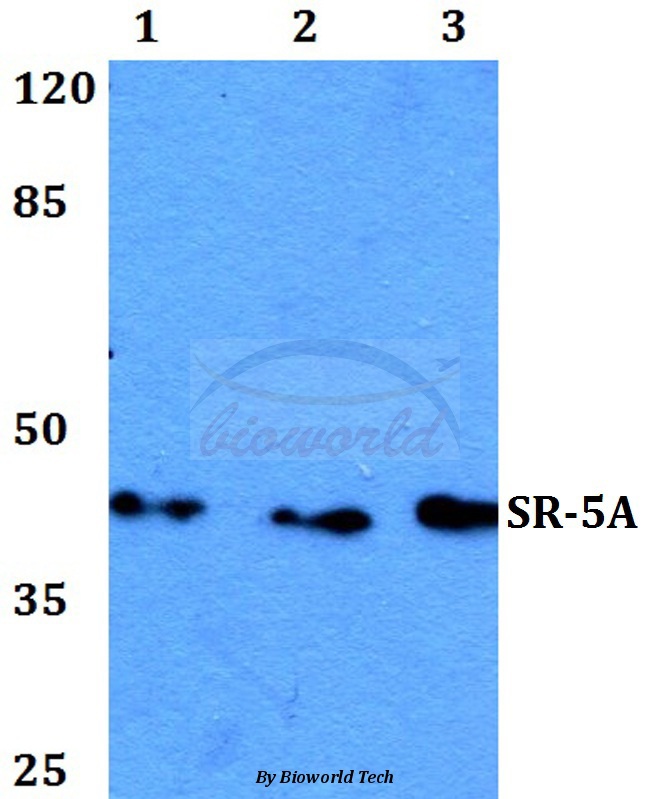 Western blot (WB) analysis of SR-5A (L35) pAb at 1:500 dilution Lane1:HEK293T whole cell lysate Lane2:Raw264.7 whole cell lysate Lane3:H9C2 whole cell lysate