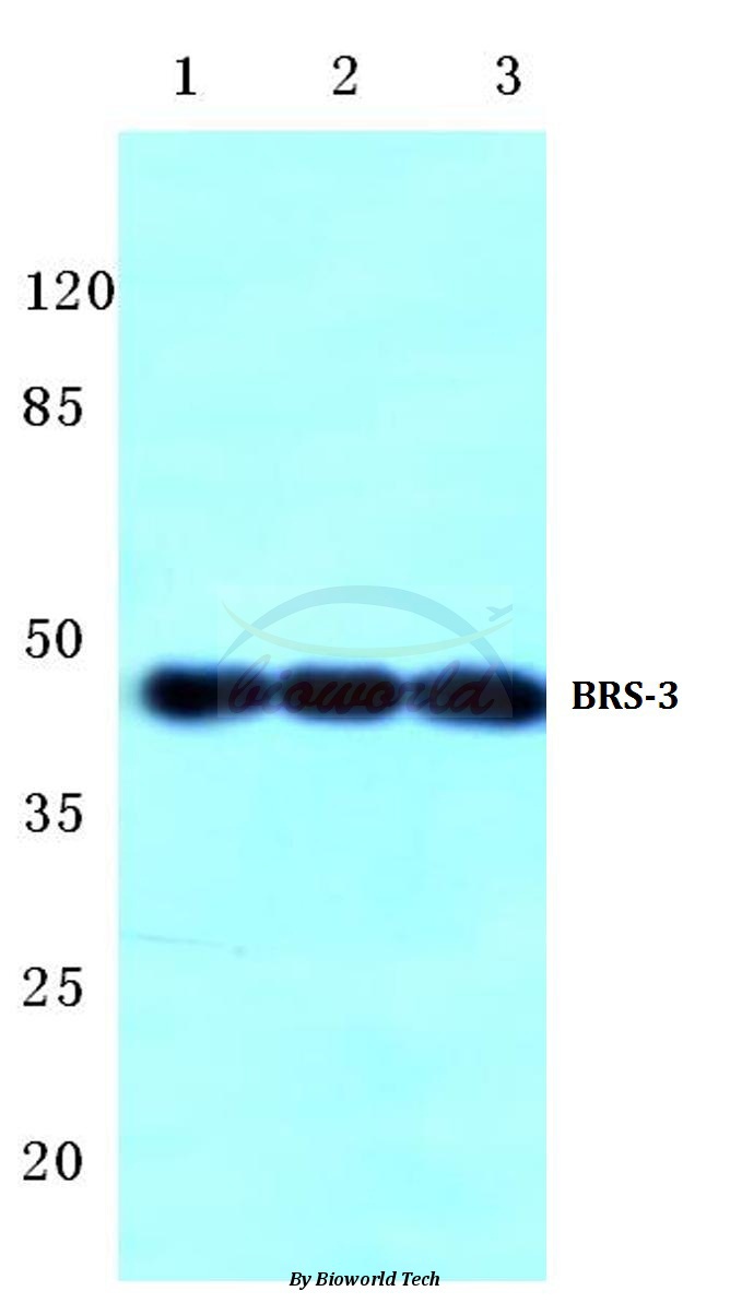 Western blot (WB) analysis of BRS-3 (C203) pAb at 1:500 dilution Lane1:HEK293T cell lysate Lane2:NIH-3T3 cell lysate Lane3:H9C2 cell lysate