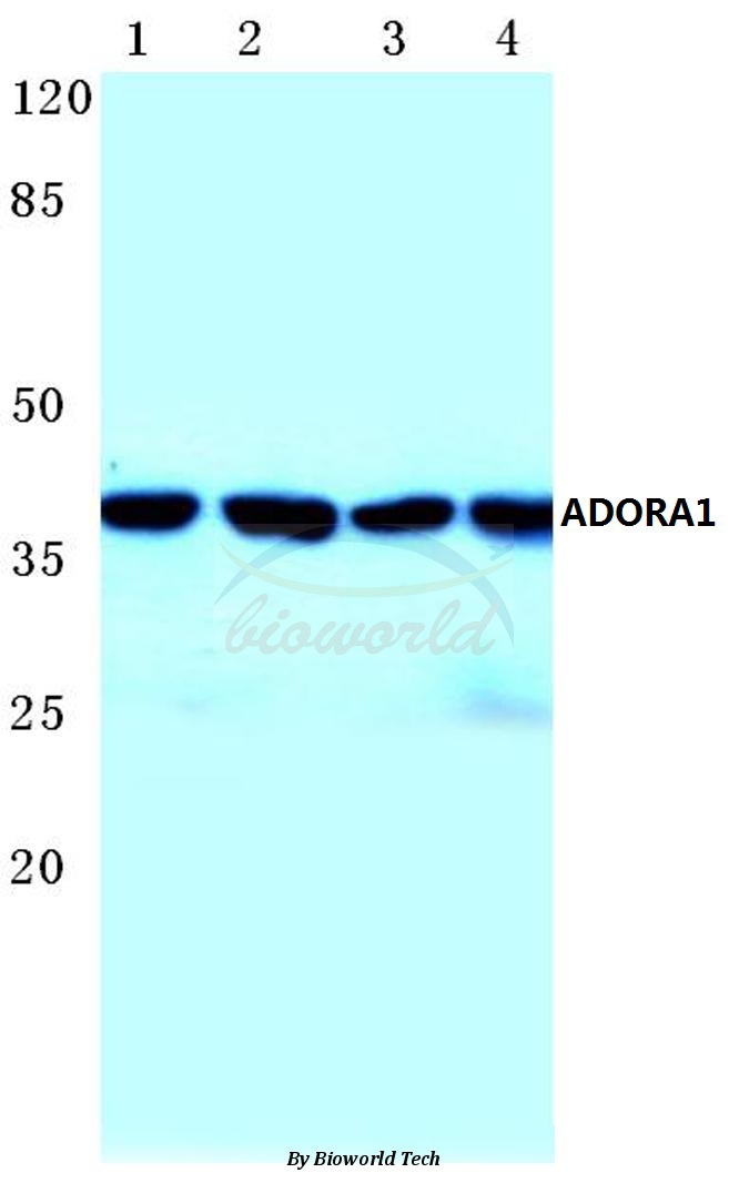 Western blot (WB) analysis of ADORA1 (D326) pAb at 1:500 dilution Lane1:HepG2 cell lysate Lane2:NIH-3T3 cell lysate Lane3:Mouse kidney tissue lysate Lane4:Rat kidney tissue lysate