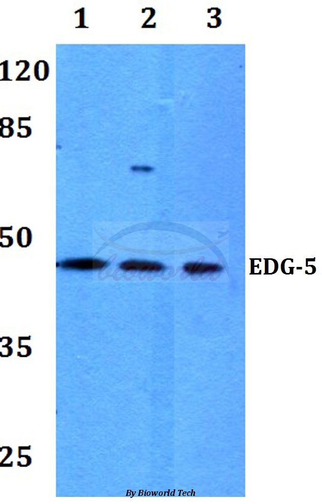 Western blot (WB) analysis of EDG-5 (L300) pAb at 1:500 dilution Lane1:HEK293T whole cell lysate Lane2:Raw264.7 whole cell lysate Lane3:H9C2 whole cell lysate