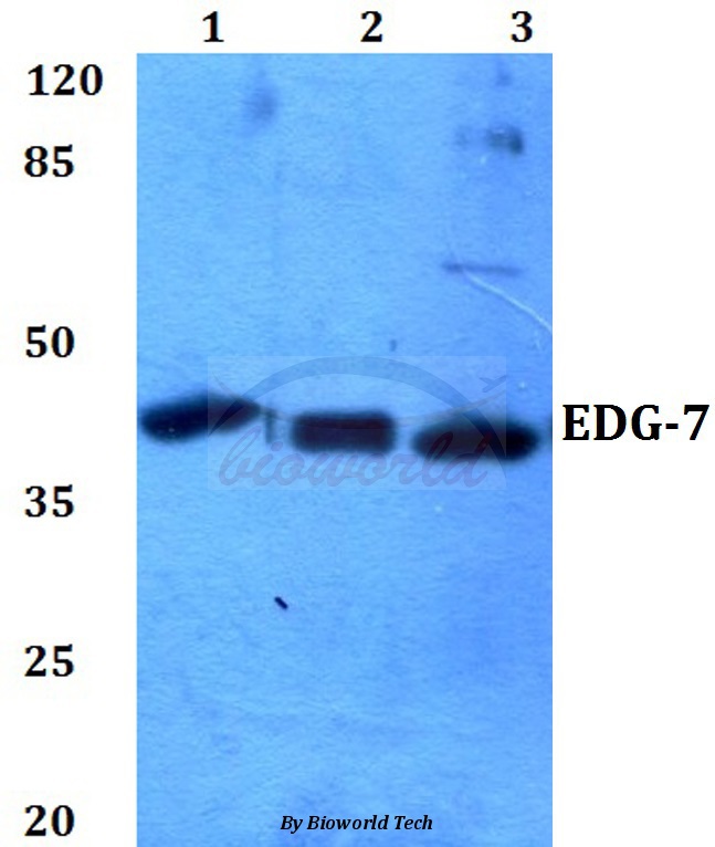 Western blot (WB) analysis of EDG-7 (P324) pAb at 1:500 dilution Lane1:Hela cell lysate Lane2:NIH-3T3 cell lysate Lane3:H9C2 cell lysate