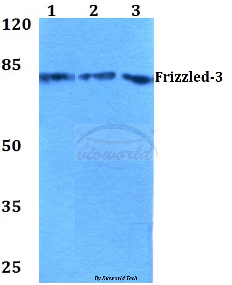 Western blot (WB) analysis of Frizzled-3 (R524) pAb at 1:500 dilution Lane1:HEK293T whole cell lysate Lane2:Raw264.7 whole cell lysate Lane3:PC12 whole cell lysate