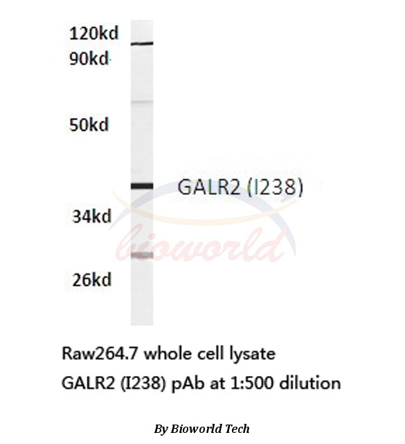 Western blot (WB) analysis of GALR2 (I238) pAb in extracts from RAW264.7 cells.