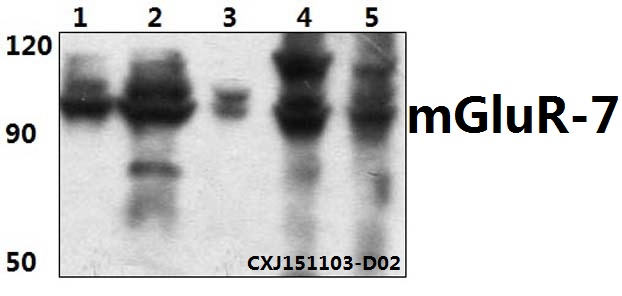 Western blot (WB) analysis of mGluR-7 (K389) pAb at 1:500 dilution Lane1:The brain tissue lysate of Mouse(30ug) Lane2:The brain tissue lysate of Rat(30ug) Lane3:HEK293T whole cell lysate(30ug) Lane4:Hela whole cell lysate(40ug) Lane5:MCF-7 whole cell lysa