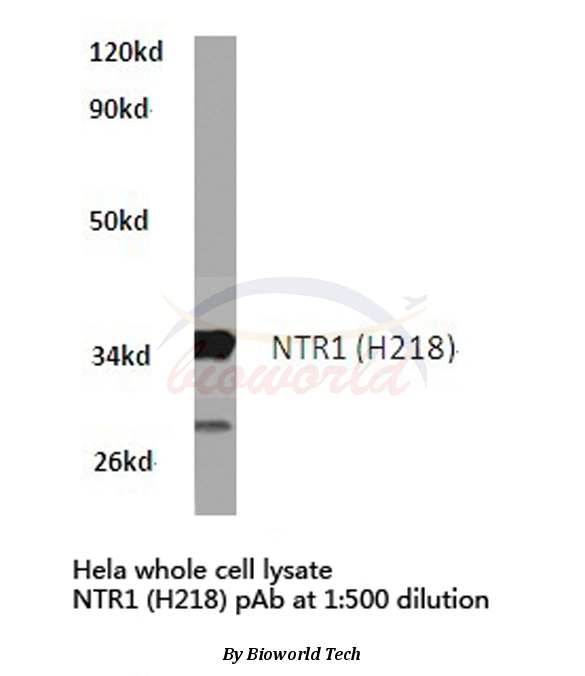 Western blot (WB) analysis of NTR1 (H218) pAb in extracts from hela cells.