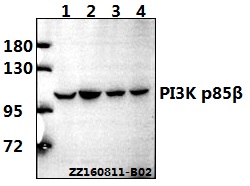 Western blot (WB) analysis of PI3K p85β (Q496) pAb at 1:500 dilution Lane1:L02 whole cell lysate(40ug) Lane2:A549 whole cell lysate(40ug) Lane3:C6 whole cell lysate(40ug) Lane4:BV2 whole cell lysate(40ug)