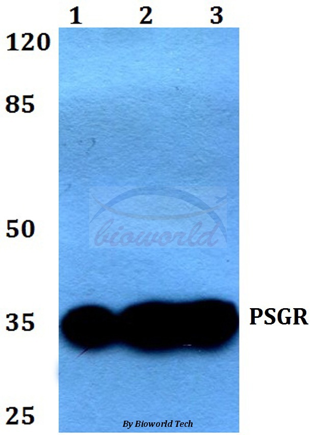 Western blot (WB) analysis of PSGR (F237) pAb at 1:500 dilution Lane1:Jurkat whole cell lysate Lane2:Raw264.7 whole cell lysate Lane3:PC12 whole cell lysate