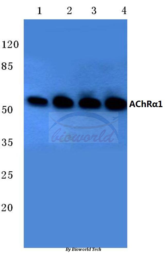 Western blot (WB) analysis of AChRα1 (E217) pAb at 1:500 dilution Lane1:Hela cell lysate Lane2:MCF-7 cell lysate Lane3:Mouse kidney tissue lysate Lane4:Rat liver tissue lysate