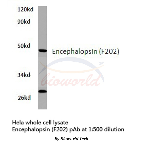 Western blot (WB) analysis of Encephalopsin (F202) pAb in extracts from hela cells.