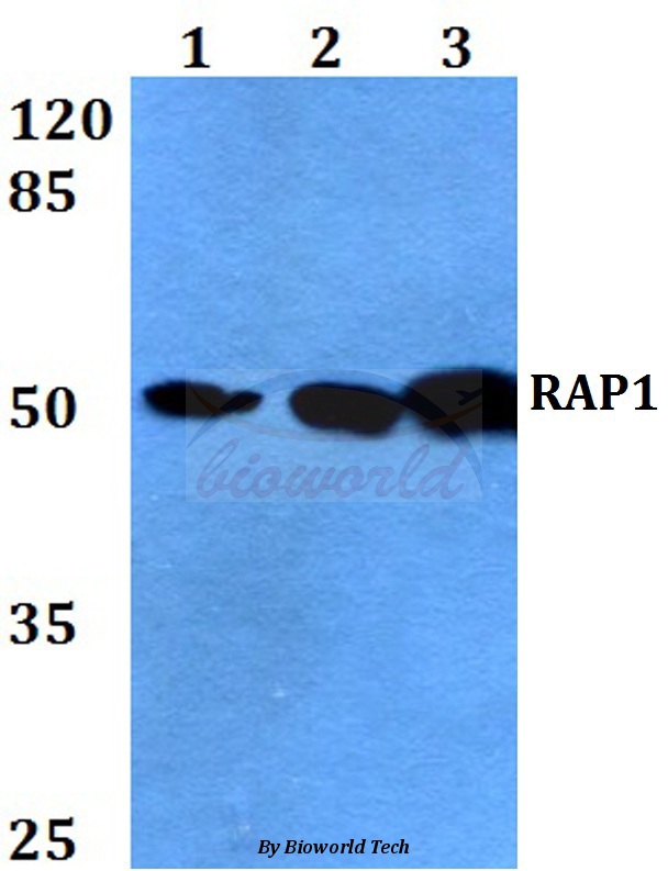 Western blot (WB) analysis of RAP1 (K252) pAb at 1:500 dilution Lane1:HEK293T whole cell lysate Lane2:Raw264.7 whole cell lysate Lane3:PC12 whole cell lysate