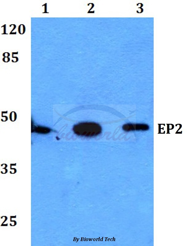 Western blot (WB) analysis of EP2 (Q299) pAb at 1:500 dilution Lane1:Hela cell lysate Lane2:Raw264.7 cell lysate Lane3:H9C2 cell lysate