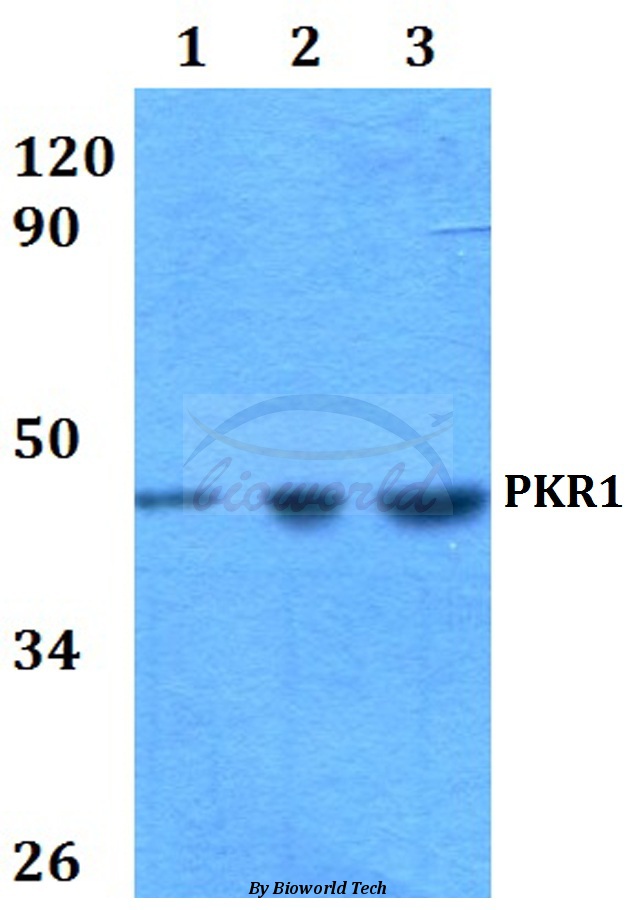Western blot (WB) analysis of PKR1 (F58) pAb at 1:500 dilution Lane1:HEK293T whole cell lysate Lane2:Raw264.7 whole cell lysate Lane3:PC12 whole cell lysate