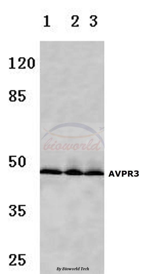 Western blot (WB) analysis of AVP Receptor V3 (D314) pAb at 1:500 dilution Lane1:HepG2 cell lysate Lane2:Mouse liver tissue lysate Lane3:Rat lung tissue lysate