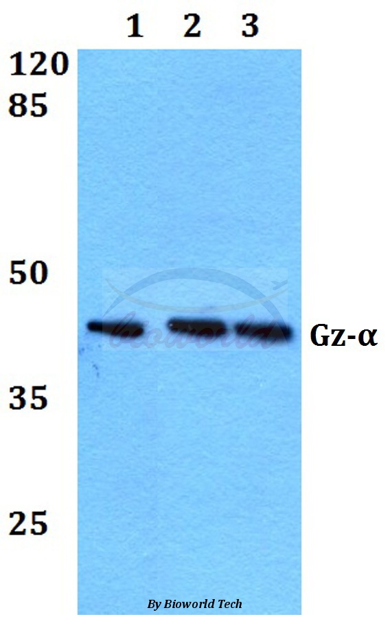 Western blot (WB) analysis of Gz-α (A12) pAb at 1:500 dilution Lane1:MCF-7 whole cell lysate Lane2:sp2/0 whole cell lysate Lane3:PC12 whole cell lysate