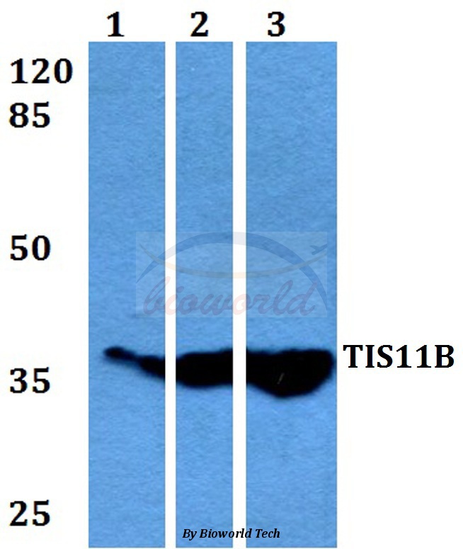 Western blot (WB) analysis of TIS11B (D88) pAb at 1:500 dilution Lane1:THP-1 whole cell lysate Lane2:Raw264.7 whole cell lysate Lane3:H9C2 whole cell lysate