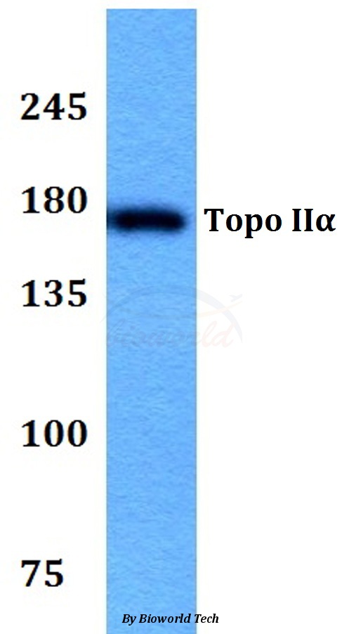 Western blot (WB) analysis of Topo IIα (Q14) pAb at 1:500 dilution Lane1:HEK293T whole cell lysate