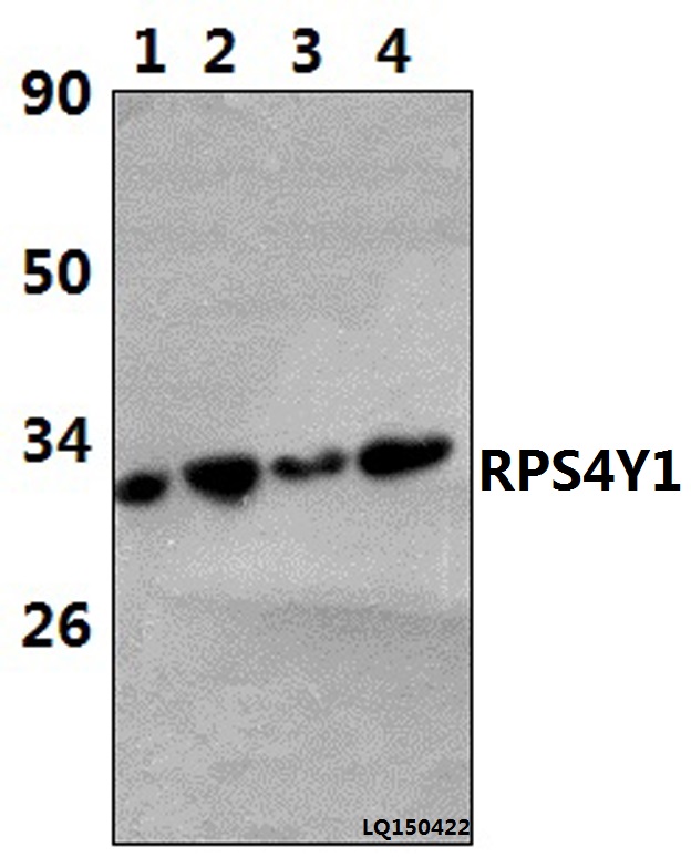 Western blot (WB) analysis of RPS4Y1 (K254) pAb at 1:1000 dilution Lane1:HELA whole cell lysate(42ug) Lane2:HEK293T whole cell lysate(37ug) Lane3:LO2 whole cell lysate(38ug) Lane4:RAW264.7 whole cell lysate(57ug)