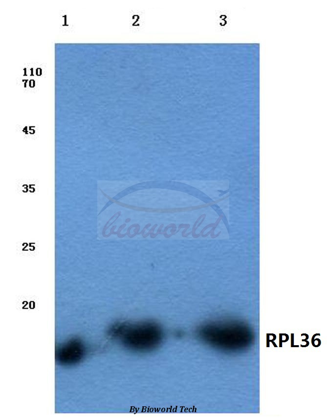 Western blot (WB) analysis of RPL36 (V93) pAb at 1:500 dilution Lane1:Raw264.7 cell lysate Lane2:Mouse brain tissue lysate Lane3:Rat brain tissue lysate