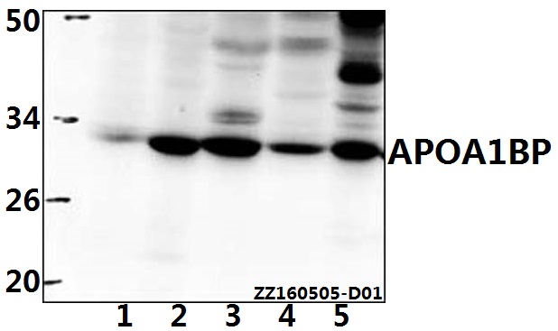 Western blot (WB) analysis of APOA1BP (F151) pAb at 1:500 dilution Lane1:Hela whole cell lysate(40ug) Lane2:HEK293T whole cell lysate(40ug) Lane3:The kidney tissue lysate of Mouse(40ug) Lane4:The kidney tissue lysate of Rat(40ug) Lane5:PC12 whole cell lys