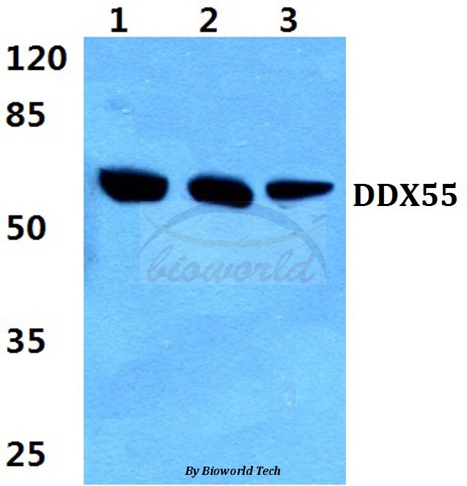 Western blot (WB) analysis of DDX55 (Q133) pAb at 1:500 dilution Lane1:Hela cell lysate Lane2:NIH-3T3 cell lysate Lane3:Rat liver tissue lysate
