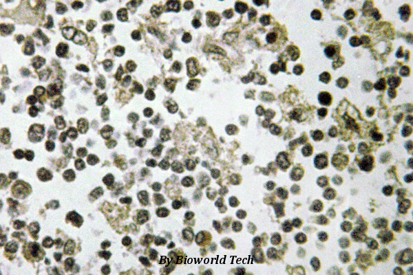 Immunohistochemistry (IHC) analyzes of DDX55 (Q133) pAb in paraffin-embedded human lymph node tissue.